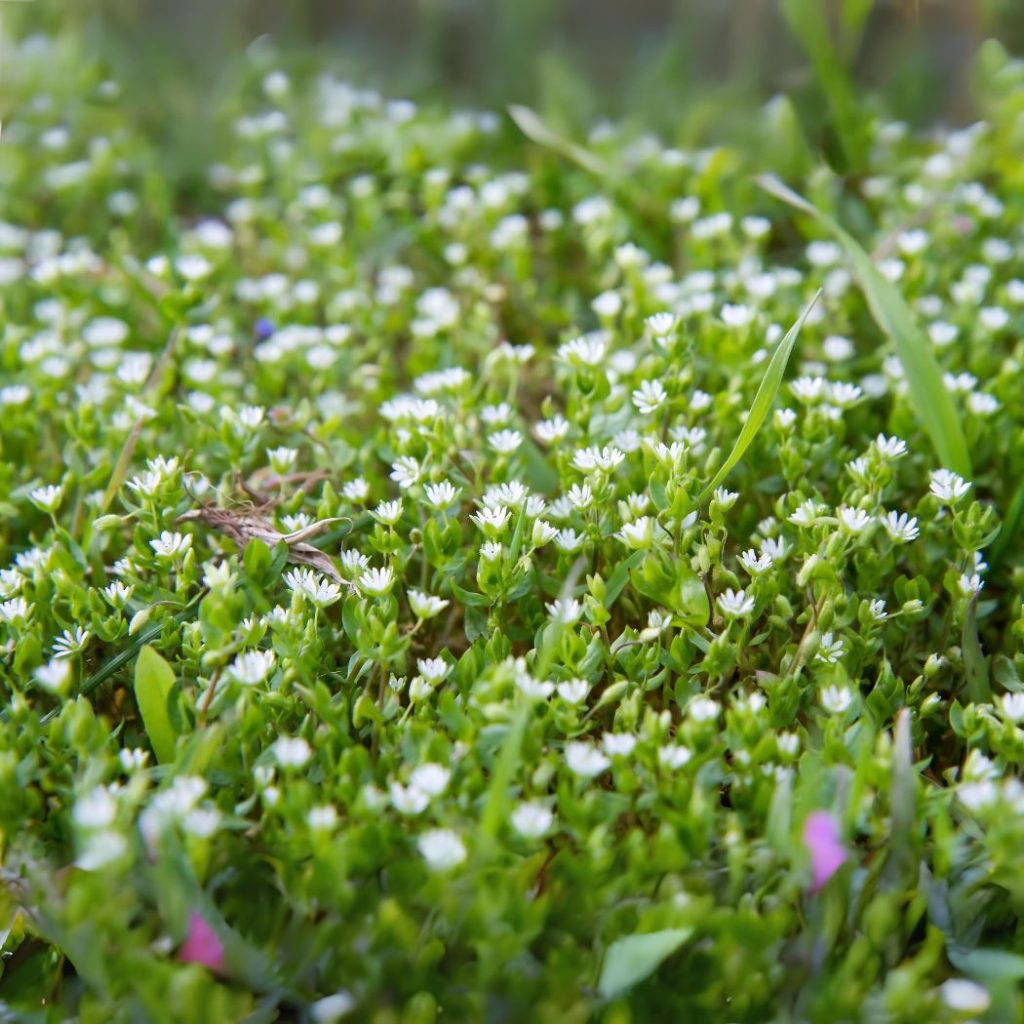 Chickweed in lawn