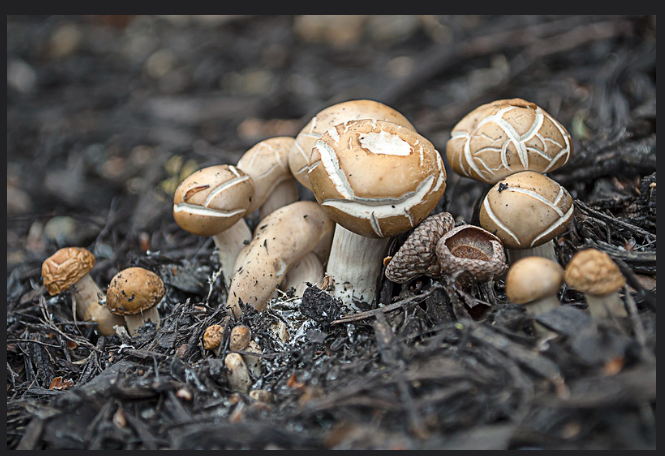 Mushroom Compost Materials